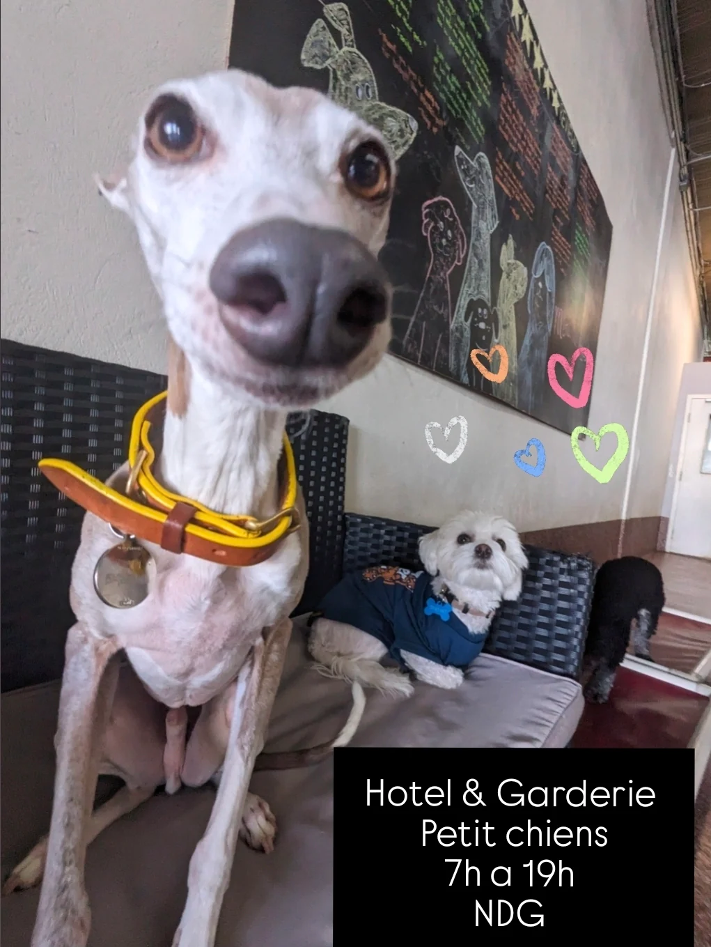 Dog Featured Services